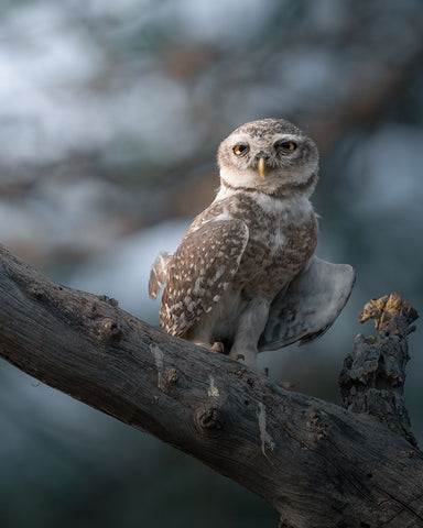 The Wise Of The Jungle Black Ornate Wood Framed Art Print with Double Matting by Rawat, Chaitanya
