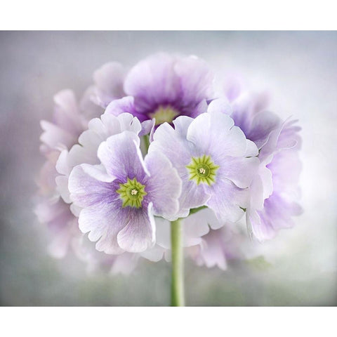 Primula White Modern Wood Framed Art Print by Disher, Mandy