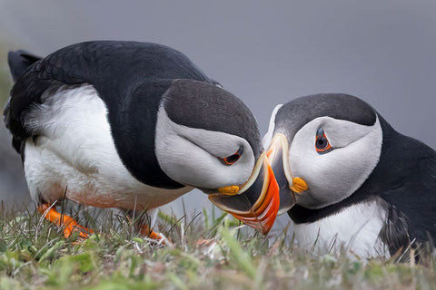 Whisper White Modern Wood Framed Art Print with Double Matting by Fu, Molly