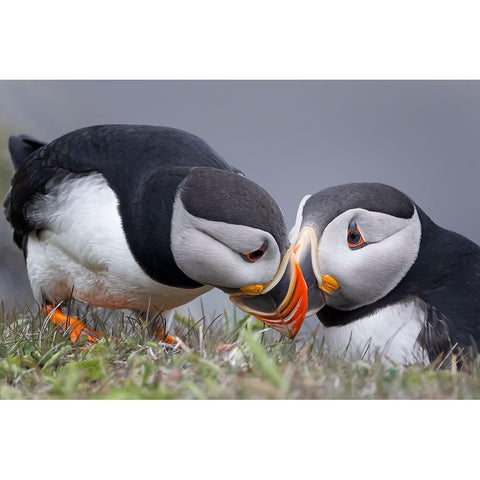 Whisper Black Modern Wood Framed Art Print by Fu, Molly