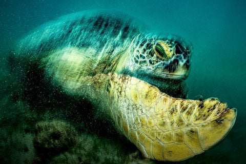 Agitation Black Ornate Wood Framed Art Print with Double Matting by Melesan, Serge