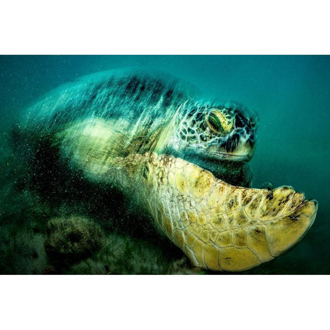 Agitation Gold Ornate Wood Framed Art Print with Double Matting by Melesan, Serge