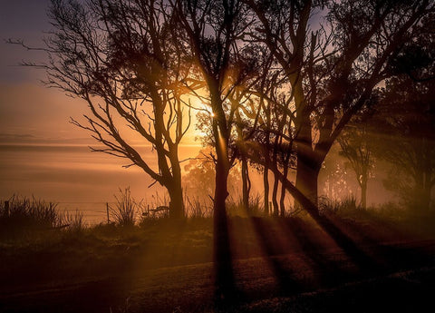 Sunrise Over Morning Mist Black Ornate Wood Framed Art Print with Double Matting by Ma, Frank