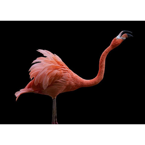 Flamingo White Modern Wood Framed Art Print by Tsikiridis, Georgios