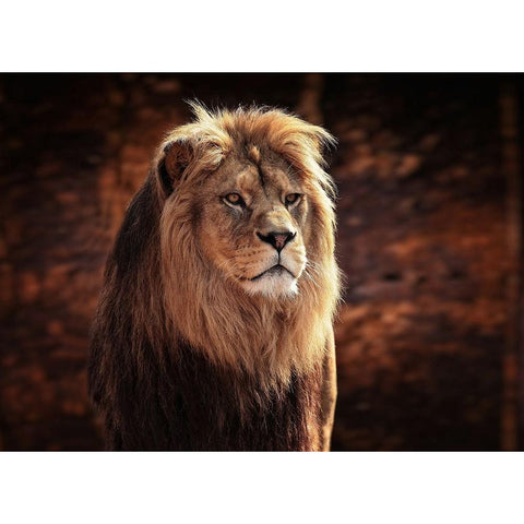 HIS MAJESTY, THE KING White Modern Wood Framed Art Print by Wenner-Braun, Antje