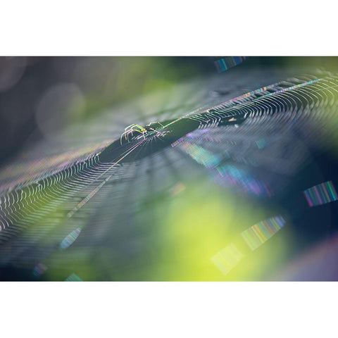 Colorful Dream Black Modern Wood Framed Art Print with Double Matting by Deng, Ivy