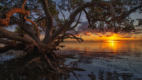 Sunrise At Nudgee Beach White Modern Wood Framed Art Print with Double Matting by Papamanolis, Emanuel