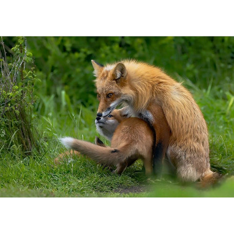 Red Fox Black Modern Wood Framed Art Print by Huang, Johnson