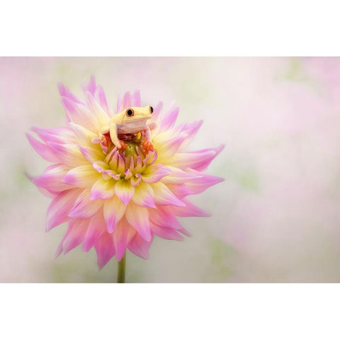 Albino Red Eyed Tree Frog On A Dahlia Black Modern Wood Framed Art Print with Double Matting by D Lester, Linda