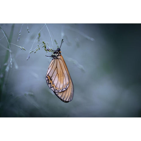 Butterfly White Modern Wood Framed Art Print by Jianwen