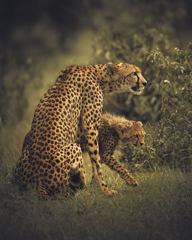 Backbone Black Ornate Wood Framed Art Print with Double Matting by Sobhi, Ahmed