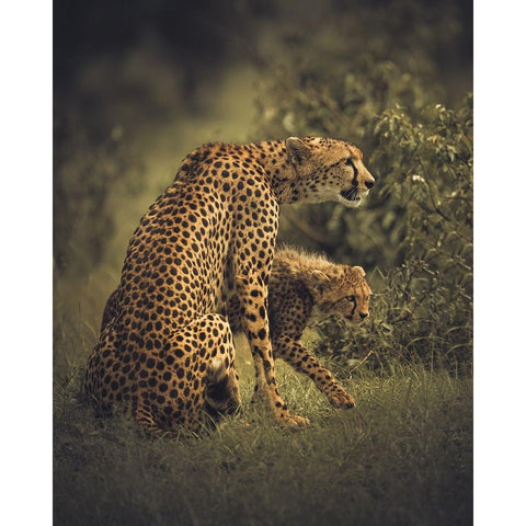 Backbone Gold Ornate Wood Framed Art Print with Double Matting by Sobhi, Ahmed