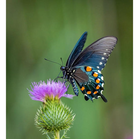 Pipevine Swallowtail Gold Ornate Wood Framed Art Print with Double Matting by Haddix, Steven