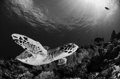 Hawksbill White Modern Wood Framed Art Print with Double Matting by Y Lin, Ryan