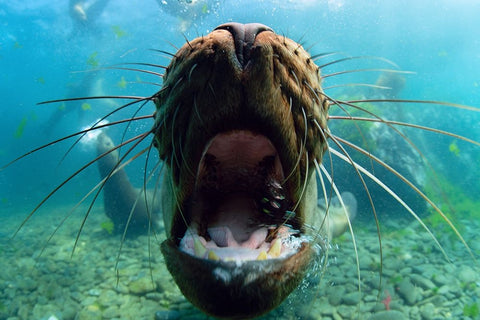 Just Kiss White Modern Wood Framed Art Print with Double Matting by Narchuk, Andrey