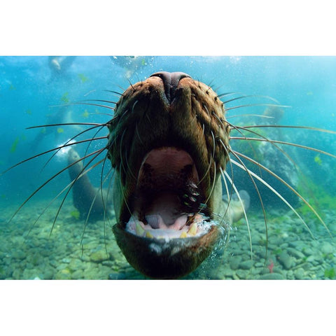 Just Kiss Black Modern Wood Framed Art Print with Double Matting by Narchuk, Andrey