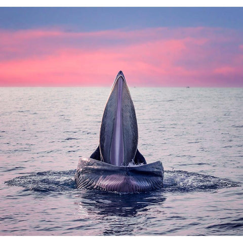 BrydeS Whale Jaws White Modern Wood Framed Art Print by Tan Tuan, Nguyen