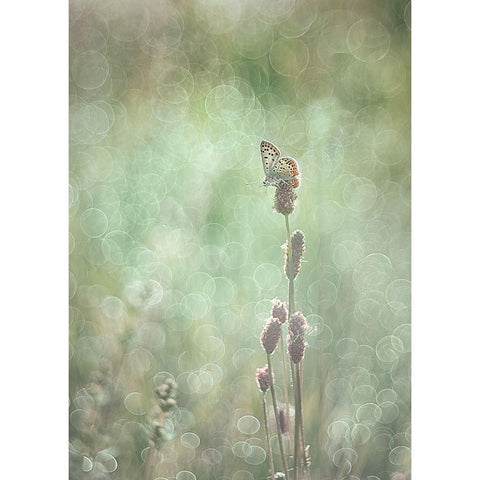 Bubbleliscious White Modern Wood Framed Art Print by Van Helden, Elisabeth