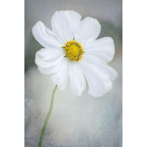 White Calliopsis Black Modern Wood Framed Art Print with Double Matting by GaoSL