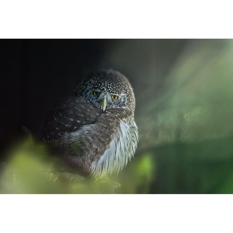 Eurasian Pygmy Owl (Glaucidium Passerinum) White Modern Wood Framed Art Print by Svestka, Jiri
