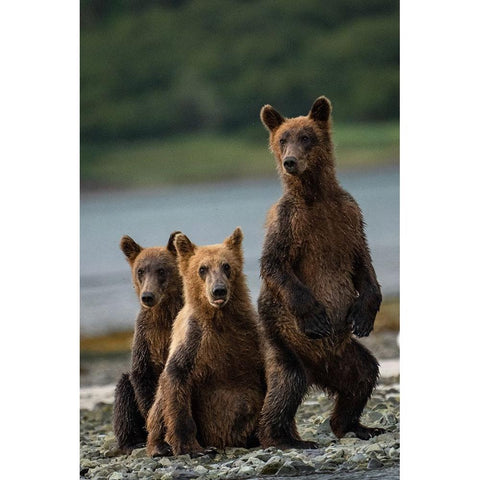 Do You Hear Something? Black Modern Wood Framed Art Print by Gill, Barbara