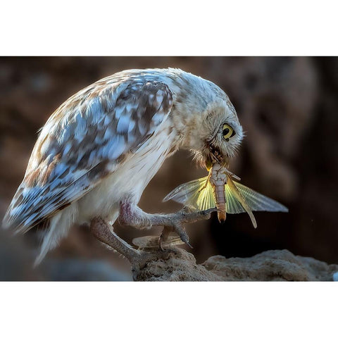 Peeping Owl Eating Dragonfly White Modern Wood Framed Art Print by Allam, Abdelkader