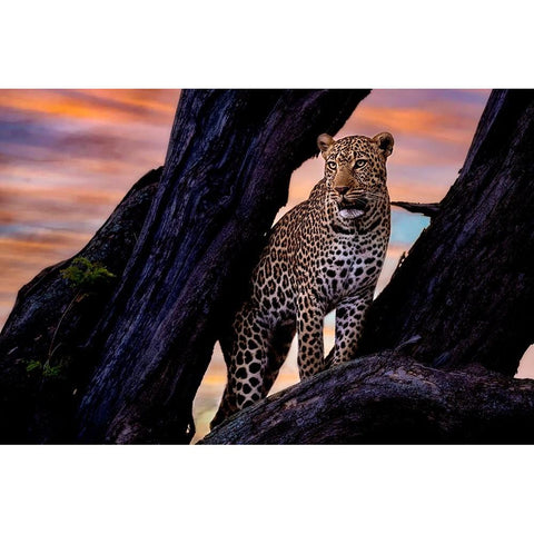 Leopard on the tree Gold Ornate Wood Framed Art Print with Double Matting by Patel, Dr. Hitesh