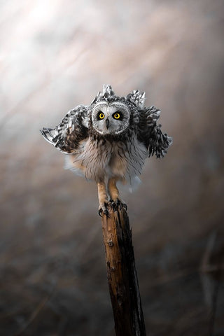 CommissarS Owl Trembles. Black Ornate Wood Framed Art Print with Double Matting by Matsubara, Hiroki