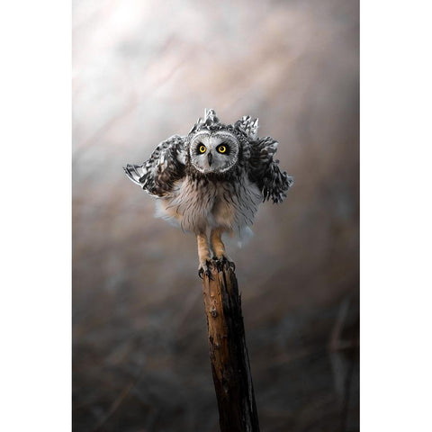 CommissarS Owl Trembles. Black Modern Wood Framed Art Print by Matsubara, Hiroki