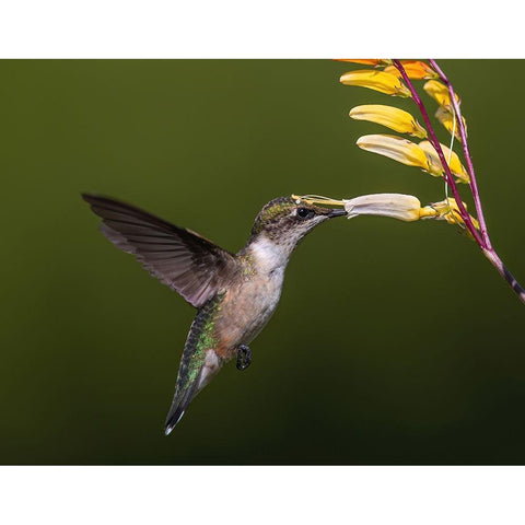 Working On It! White Modern Wood Framed Art Print by Qiang (John), Tu