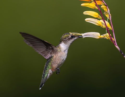 Working On It! White Modern Wood Framed Art Print with Double Matting by Qiang (John), Tu