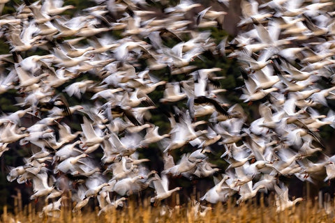 Snow Geese In Slow Motion White Modern Wood Framed Art Print with Double Matting by Zhang, Xiaohong