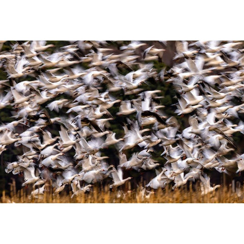 Snow Geese In Slow Motion Black Modern Wood Framed Art Print by Zhang, Xiaohong