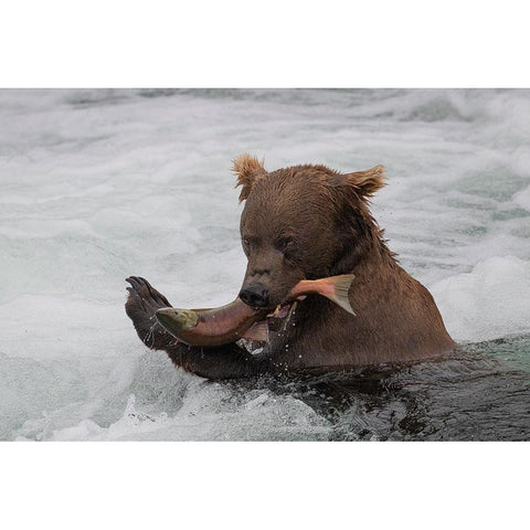 Fresh Salmon Black Modern Wood Framed Art Print with Double Matting by Tracy