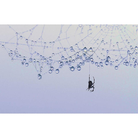 Trasparency Black Modern Wood Framed Art Print with Double Matting by Pizzocaro, Giorgio