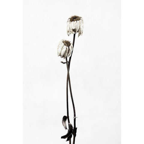 Drought Black Modern Wood Framed Art Print by Gronkjar, Lotte