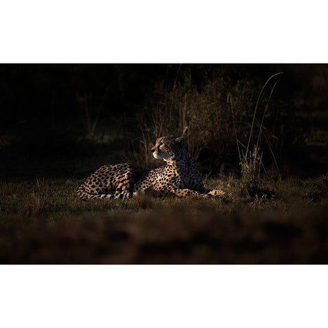 Cheetah White Modern Wood Framed Art Print by Swapnil