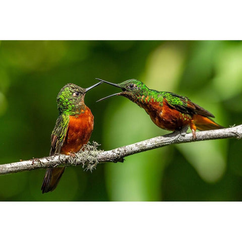 Chestnut Breasted Coronet Black Modern Wood Framed Art Print by Ratna Prem, Venkata