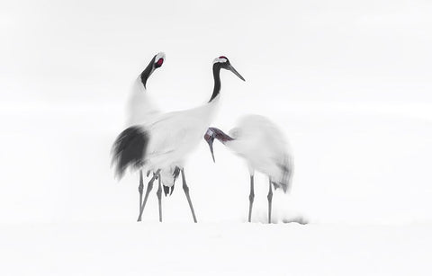 Family White Modern Wood Framed Art Print with Double Matting by Deng, Larry