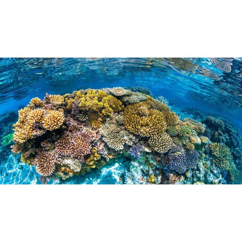 Panoreef Gold Ornate Wood Framed Art Print with Double Matting by Gabriel, Barathieu