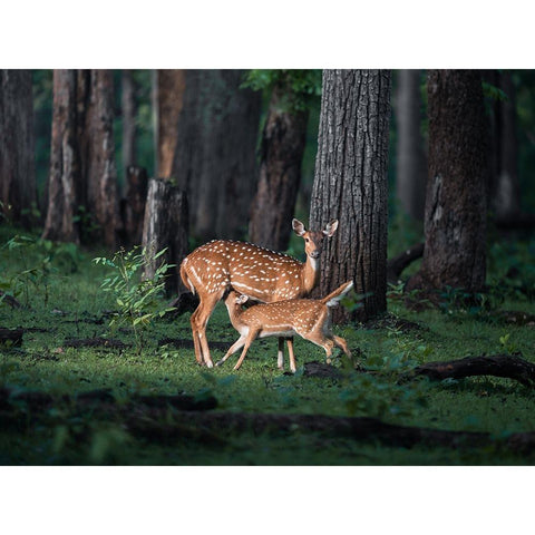 Sanctity Of Motherhood Black Modern Wood Framed Art Print by Rawat, Chaitanya