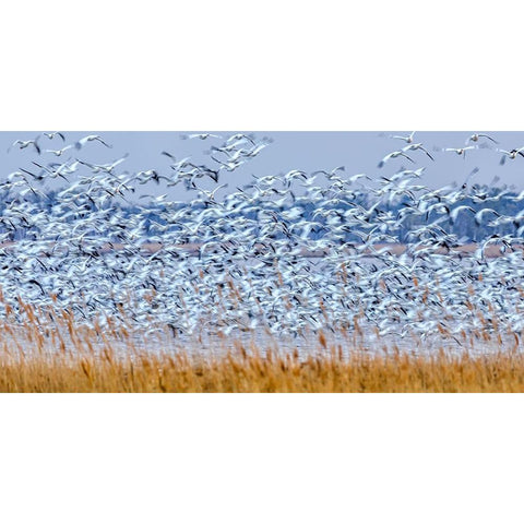 Snow Geese At Dusk Black Modern Wood Framed Art Print by Zhang, Xiaohong