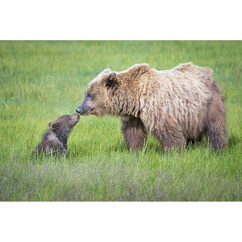 Not Seeing Eye To Eye.... Black Modern Wood Framed Art Print with Double Matting by C. Sink, Jeffrey