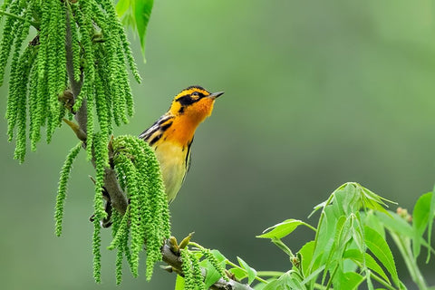 Expectation Black Ornate Wood Framed Art Print with Double Matting by Zuo, Jun