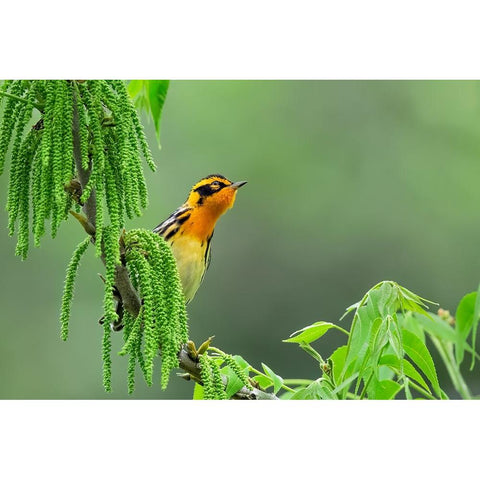 Expectation White Modern Wood Framed Art Print by Zuo, Jun