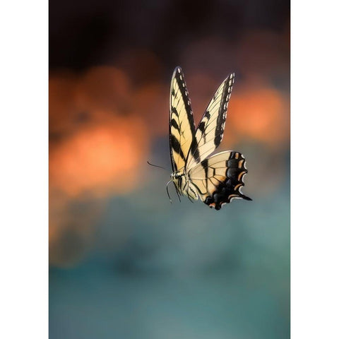 Flying Butterfly Black Modern Wood Framed Art Print with Double Matting by Shen, Yanyu