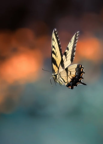Flying Butterfly Black Ornate Wood Framed Art Print with Double Matting by Shen, Yanyu