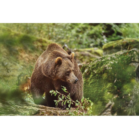 On A Trip... Gold Ornate Wood Framed Art Print with Double Matting by Svestka, Jiri