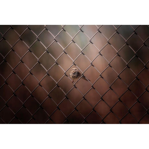 Besieged White Modern Wood Framed Art Print by Zhang, Ling