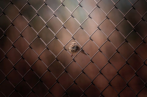 Besieged Black Ornate Wood Framed Art Print with Double Matting by Zhang, Ling